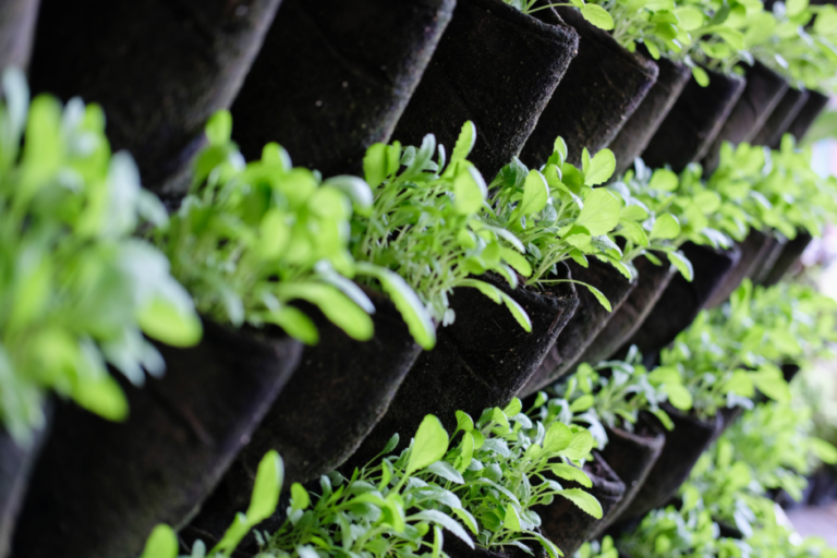 The Best Outdoor Vertical Garden Wall
